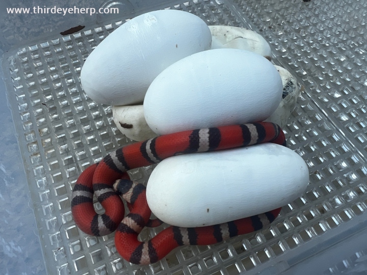 Honduran Milk Snake